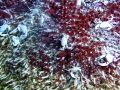Giant Tube Worm