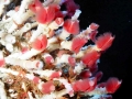 Giant Tube Worm