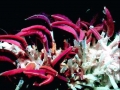 Giant Tube Worm