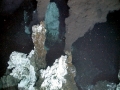 Giant Tube Worm