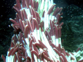 Giant Tube Worm
