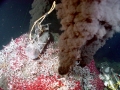 Giant Tube Worm