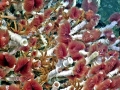Giant Tube Worm