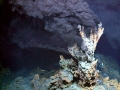 Giant Tube Worm