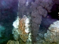 Giant Tube Worm