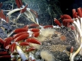 Giant Tube Worm