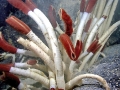 Giant Tube Worm