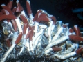 Giant Tube Worm