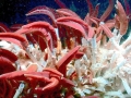 Giant Tube Worm