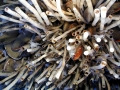 Giant Tube Worm