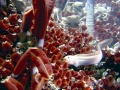 Giant Tube Worm