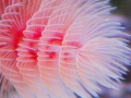 Giant Tube Worm