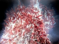 Giant Tube Worm