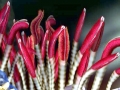 Giant Tube Worm