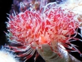 Giant Tube Worm