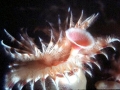 Giant Tube Worm