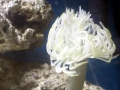 Giant Tube Worm