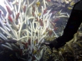 Giant Tube Worm