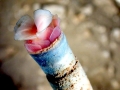 Giant Tube Worm