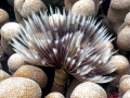Giant Tube Worm