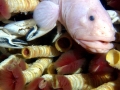 Giant Tube Worm