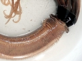 Giant Tube Worm