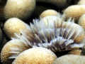 Giant Tube Worm