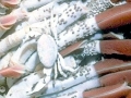 Giant Tube Worm