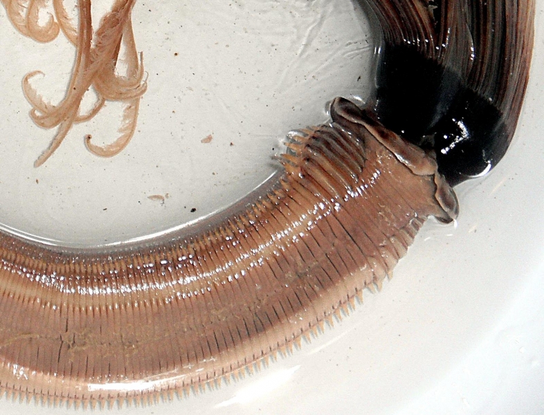 Giant Tube Worm – "OCEAN TREASURES" Memorial Library
