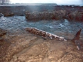 Ginko-toothed Beaked Whale