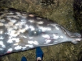 Ginko-toothed Beaked Whale