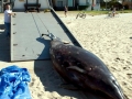Ginko-toothed Beaked Whale