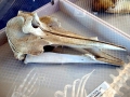 Ginko-toothed Beaked Whale