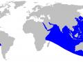 Ginko-toothed Beaked Whale