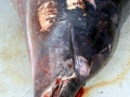 Ginko-toothed Beaked Whale