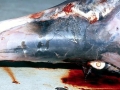 Ginko-toothed Beaked Whale