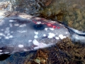 Ginko-toothed Beaked Whale