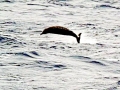 Ginko-toothed Beaked Whale