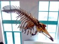 Ginko-toothed Beaked Whale