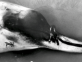 Ginko-toothed Beaked Whale