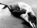 Ginko-toothed Beaked Whale