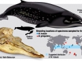 Ginko-toothed Beaked Whale