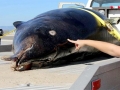 Ginko-toothed Beaked Whale