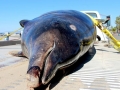 Ginko-toothed Beaked Whale