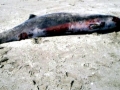 Ginko-toothed Beaked Whale