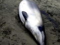 Ginko-toothed Beaked Whale