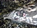Ginko-toothed Beaked Whale