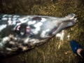 Ginko-toothed Beaked Whale