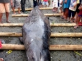 Ginko-toothed Beaked Whale