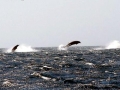 Ginko-toothed Beaked Whale